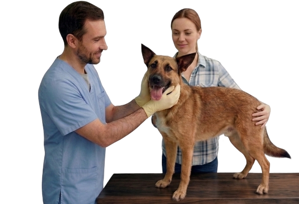 Dermatología y nutrición veterinaria